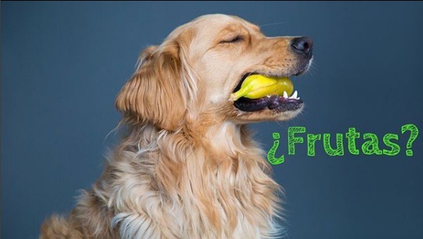 dog eating a bannana